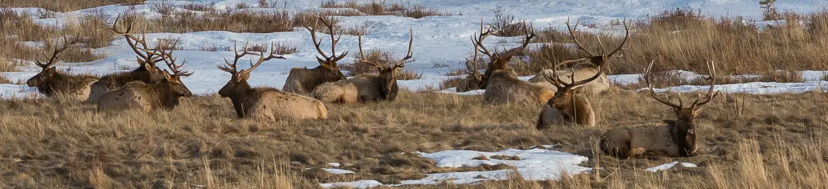 Elk Bull herd in Horseshoe Park on a Winter Estes Park Wildlife Tour